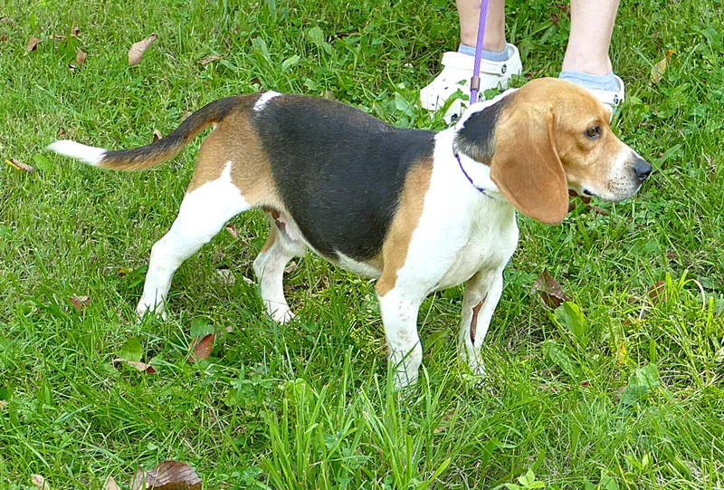 An adult small-sized male Tricolor (Brown, Black, & White) Beagle dog named Bowie for adoption in Beechbottom, WV