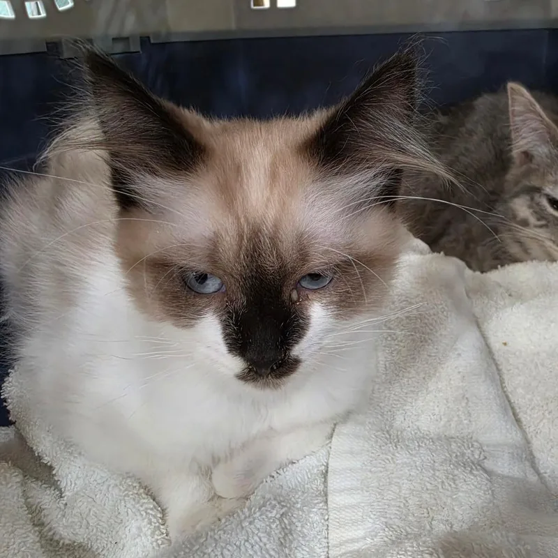A baby small-sized female Gray / Blue / Silver Snowshoe cat named A Maybelline for adoption in Centralia, WA