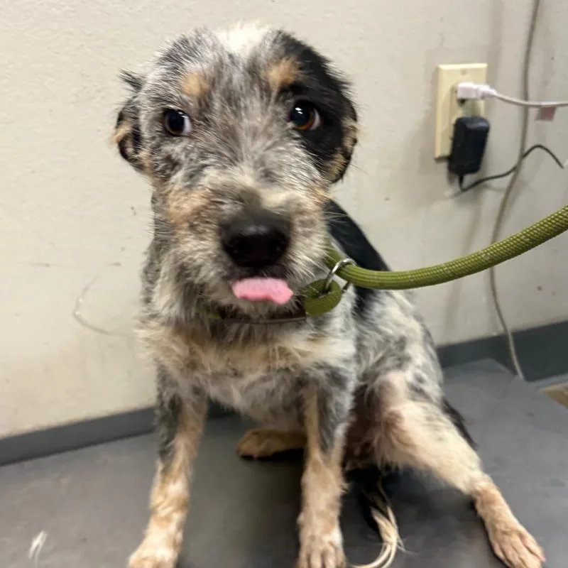 A young medium-sized female Terrier dog named Cheesecake for adoption in Yuma, AZ