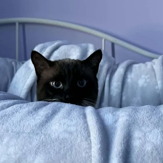 Super Nova thumbnail 3