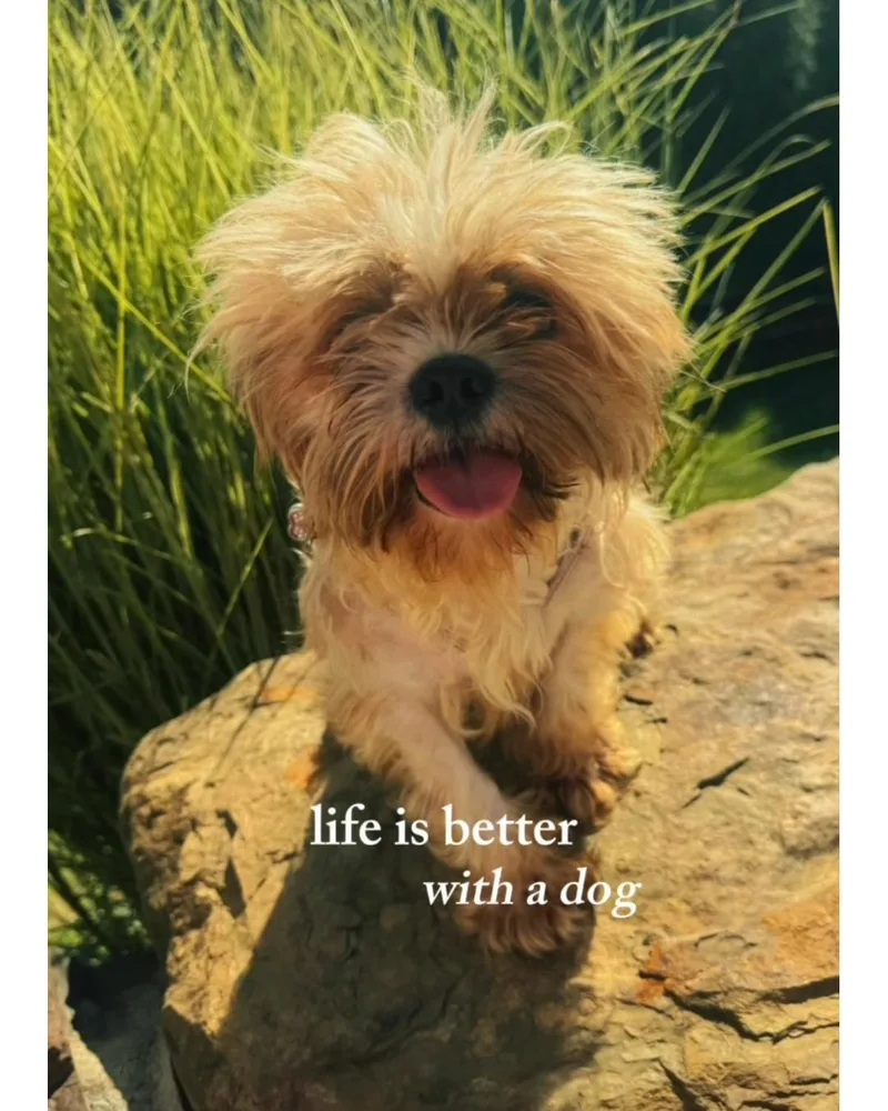 An adult small-sized female Lhasa Apso dog named Goldie for adoption in Blue Bell, PA