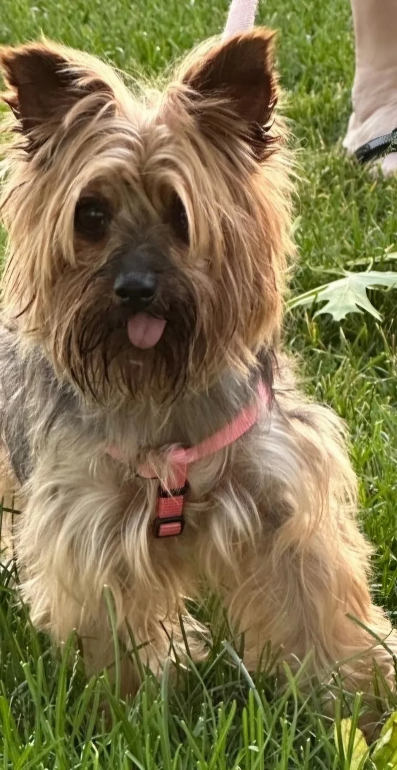 Dolly