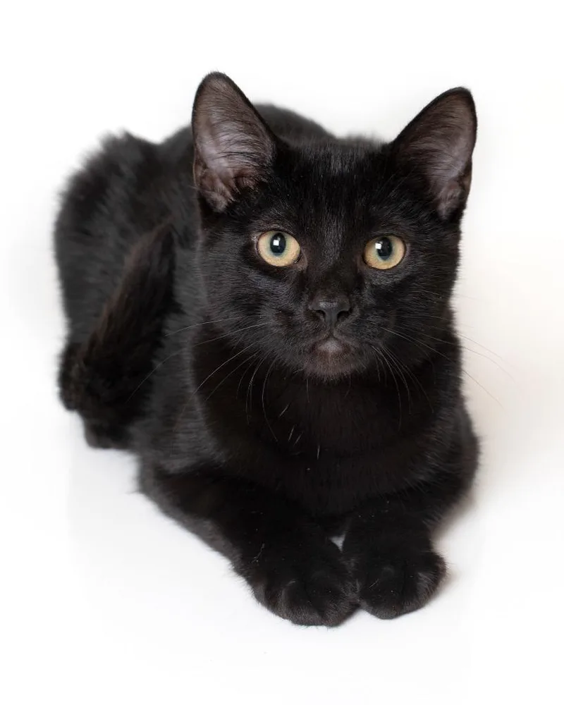 A baby small-sized male Domestic Short Hair cat named Mulberry for adoption in Boone, IA