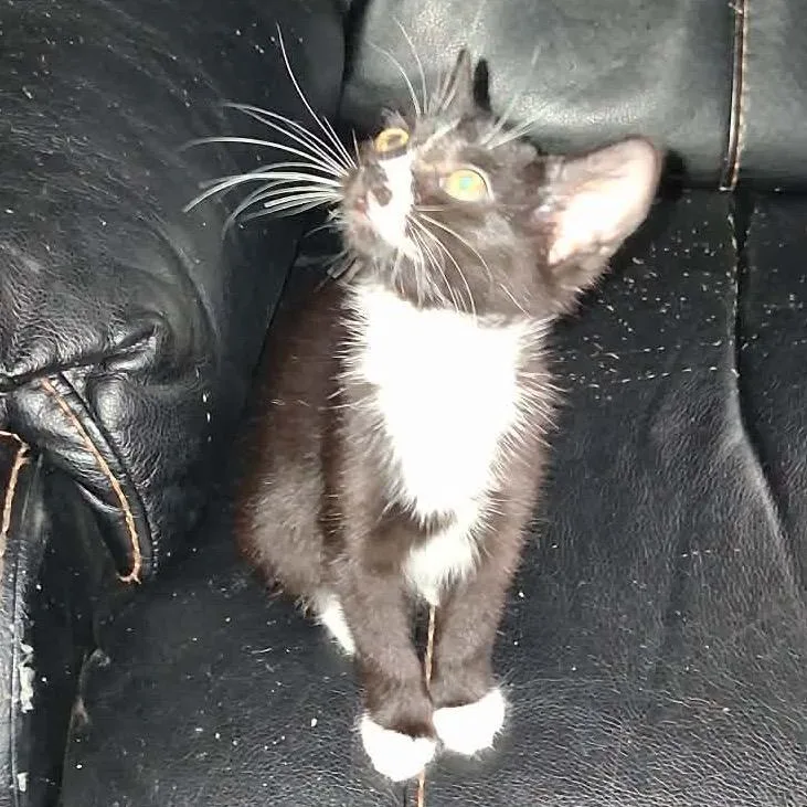 A baby small-sized female American Shorthair cat named Diamond for adoption in mount vernon, AR