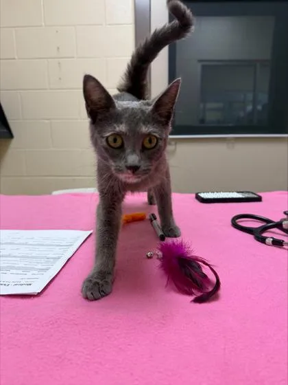 An adult medium-sized female Domestic Short Hair cat named Cherry pie for adoption in Westland, MI