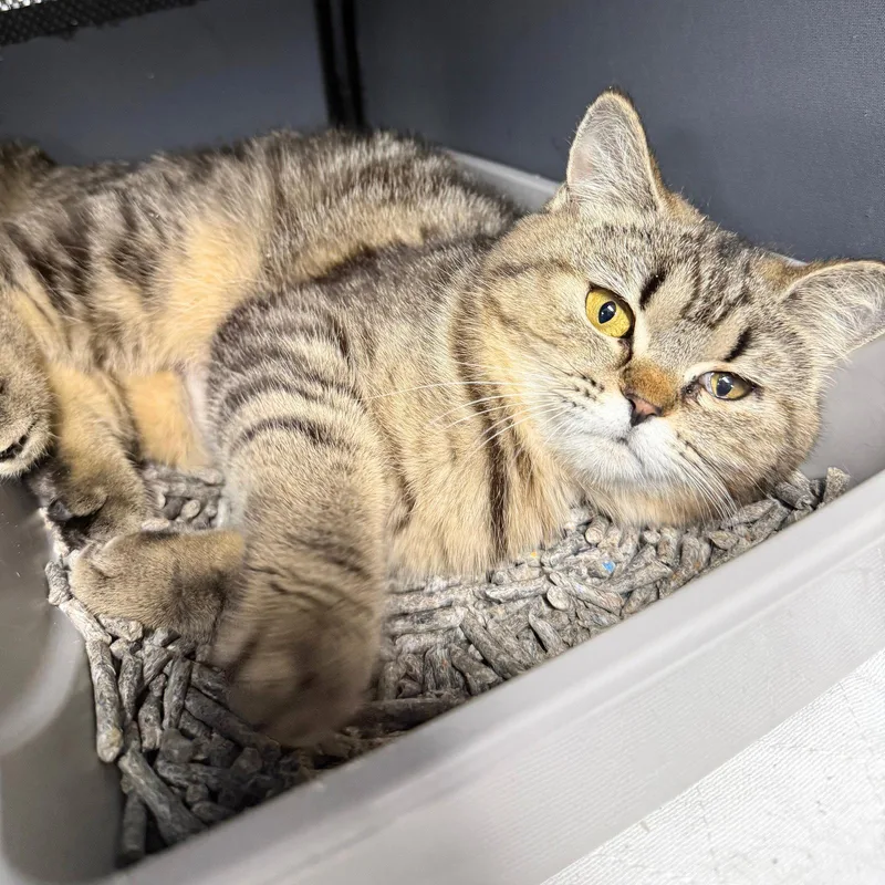 A young medium-sized female Domestic Short Hair cat named Lady Montague for adoption in Brooklyn, NY