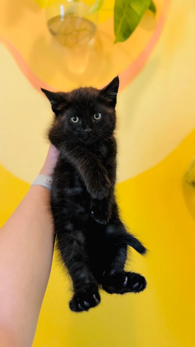 A baby medium-sized male Black & White / Tuxedo Domestic Short Hair cat named Sam for adoption in Rochester , NY