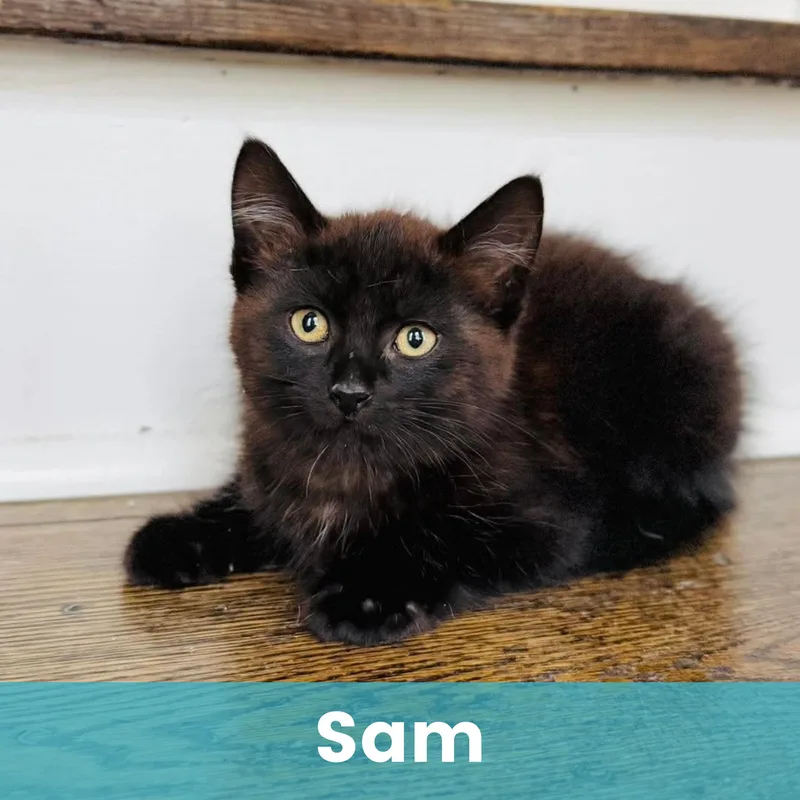 Sam thumbnail 3