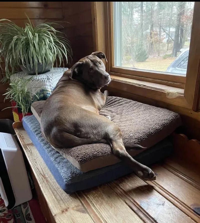 An adult medium-sized female Chocolate Labrador Retriever dog named Bella for adoption in Acushnet, MA