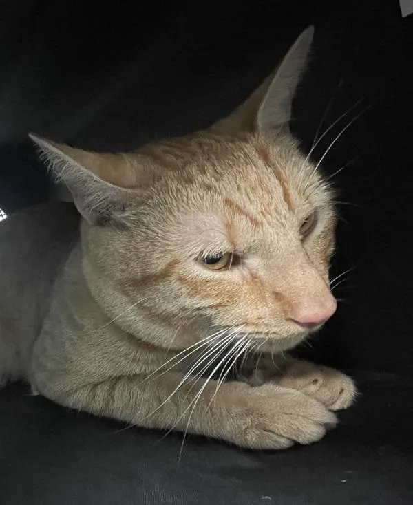 A young medium-sized male Domestic Short Hair cat named Maushi for adoption in Ridgewood, NY