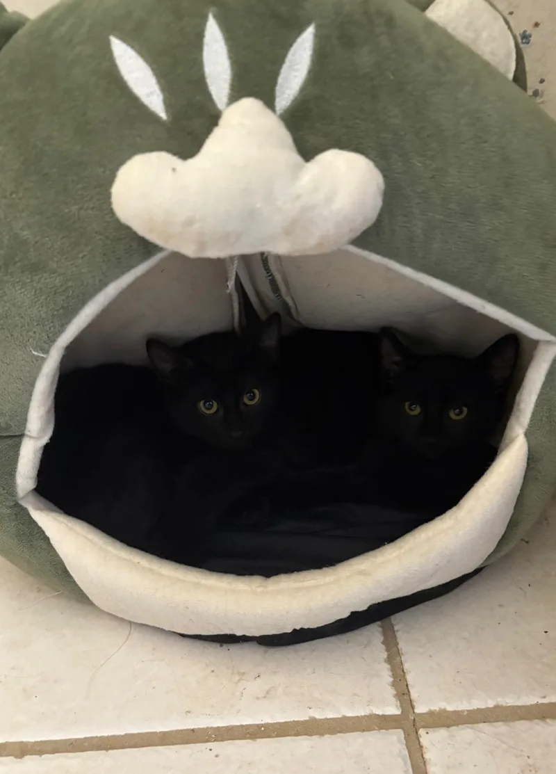 A young medium-sized female Black Domestic Short Hair cat named Jazz for adoption in Oberlin, OH