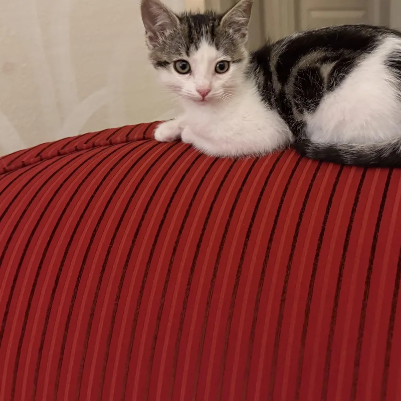 A baby medium-sized female White Tabby cat named Firecracker for adoption in San Juan Capistrano, CA