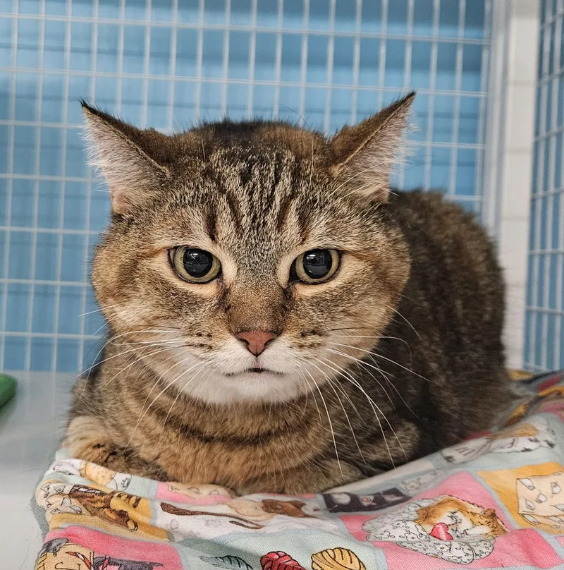 An adult medium-sized female Domestic Medium Hair cat named Punky Rose for adoption in Claremont, NH