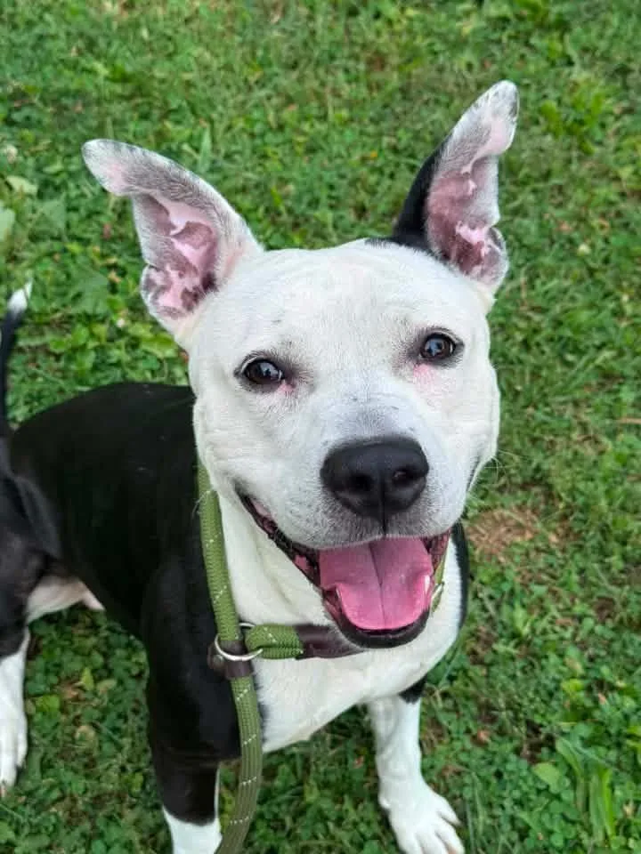 An adult medium-sized male White / Cream Pit Bull Terrier dog named Watkins for adoption in Chicago, IL