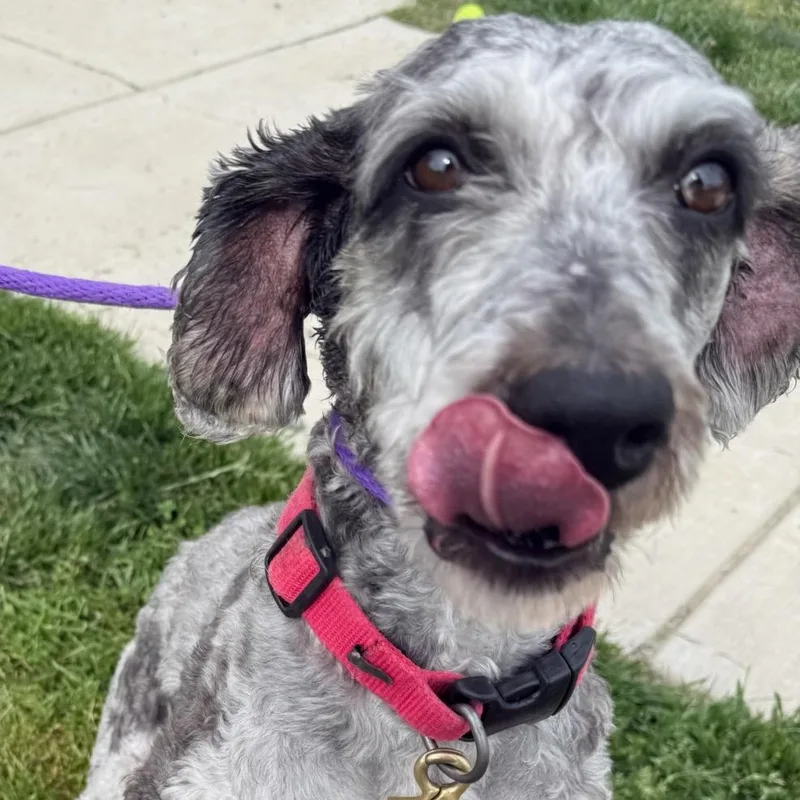 A young medium-sized male Merle (Blue) Goldendoodle dog named Talon for adoption in Manassas, VA