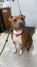 A young medium-sized female Yellow / Tan / Blond / Fawn Mixed Breed dog named Holla for adoption in Manitowoc, WI