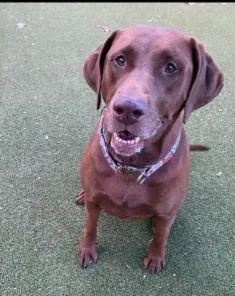 A senior large-sized female Labrador Retriever dog named Valentina for adoption in Austin, TX
