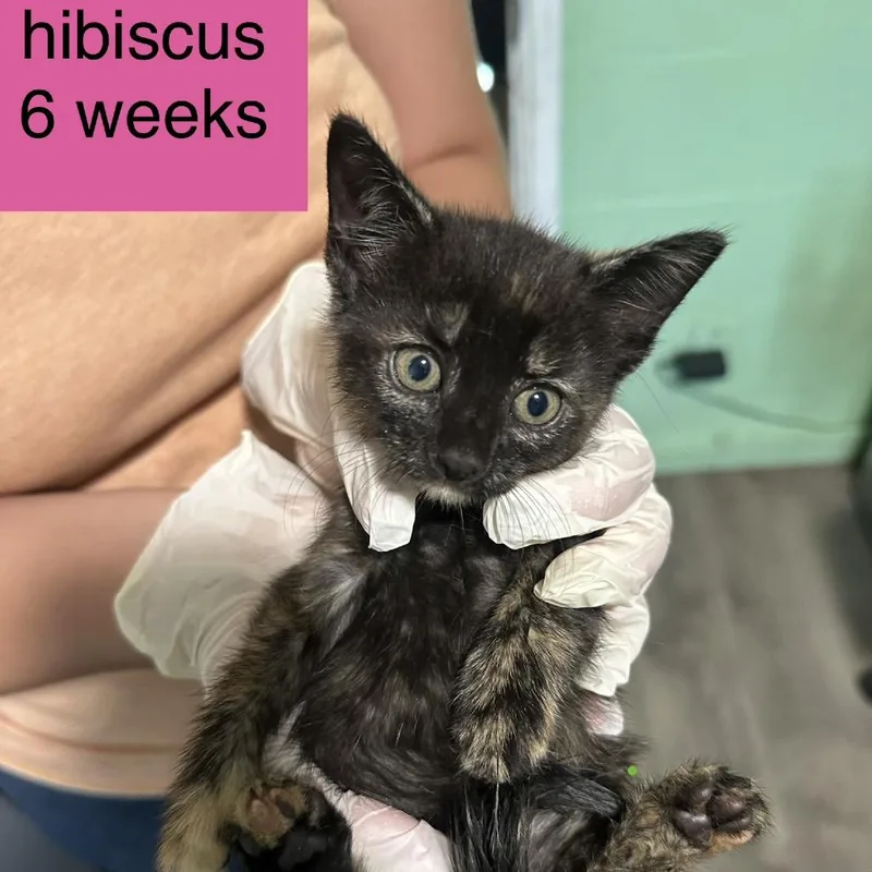 Hibiscus