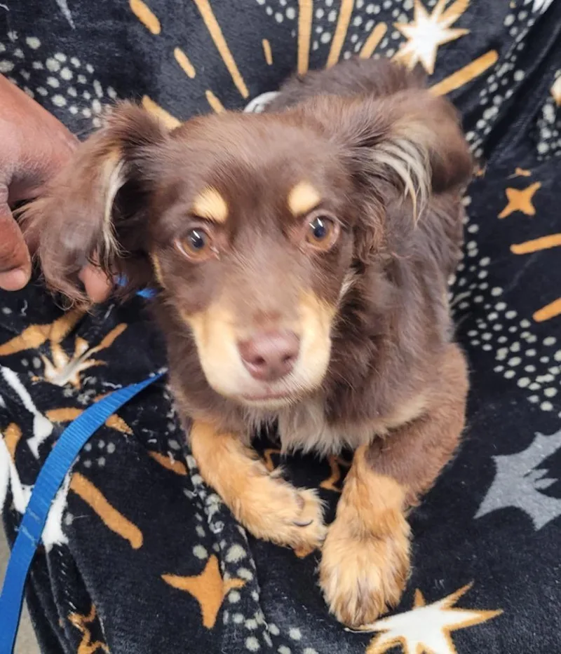 A baby small-sized female Dachshund dog named Charlie for adoption in Hopkinsville, KY