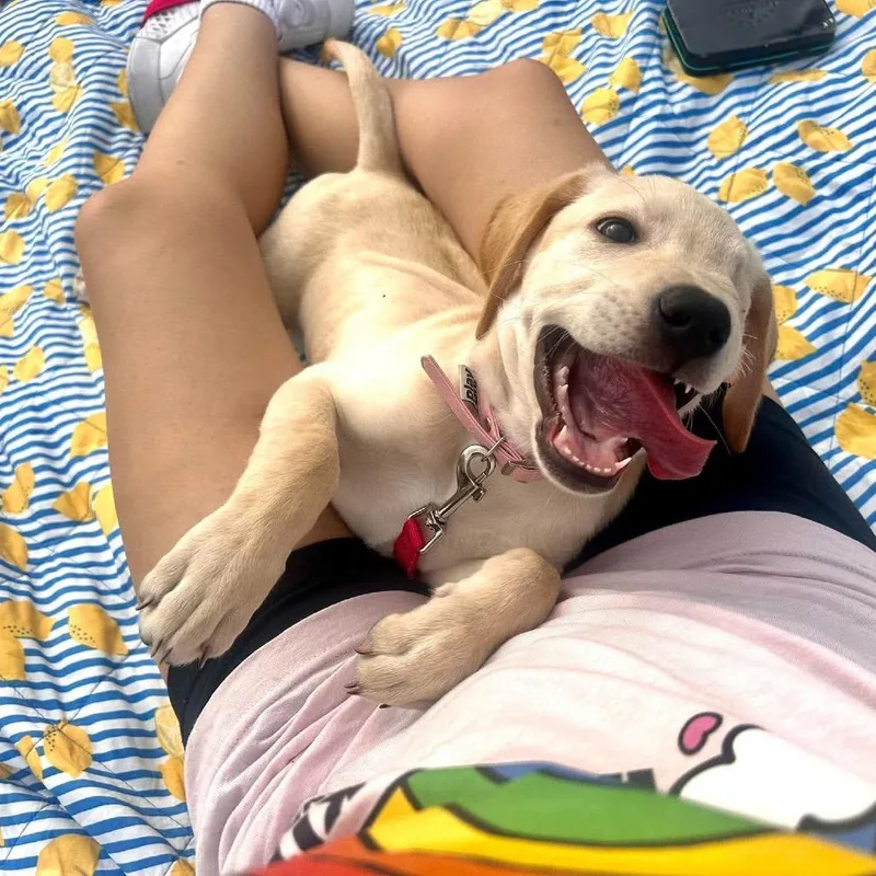 A baby small-sized female Yellow / Tan / Blond / Fawn Yellow Labrador Retriever dog named Suzi for adoption in Dover, AR