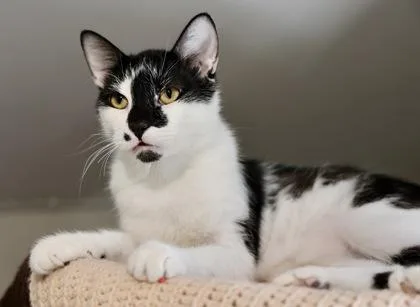 Sebastian thumbnail 2