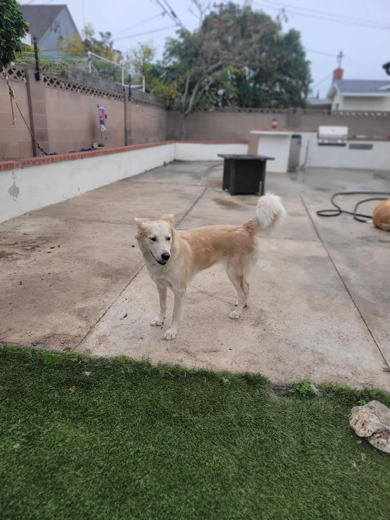 A young medium-sized male White / Cream Australian Shepherd dog named Jolene for adoption in Marina del Rey, CA