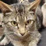 An adult small-sized female Brown / Chocolate Domestic Short Hair cat named Ms Bianca for adoption in New York, NY