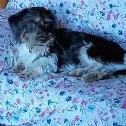 An adult small-sized male Mixed Breed dog named Pico for adoption in Winston Salem, NC