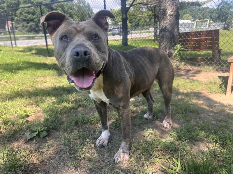 Nova