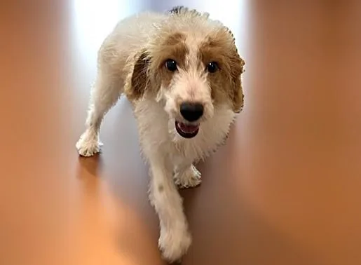 A baby medium-sized male Poodle dog named Oliver for adoption in Fort Lauderdale, FL