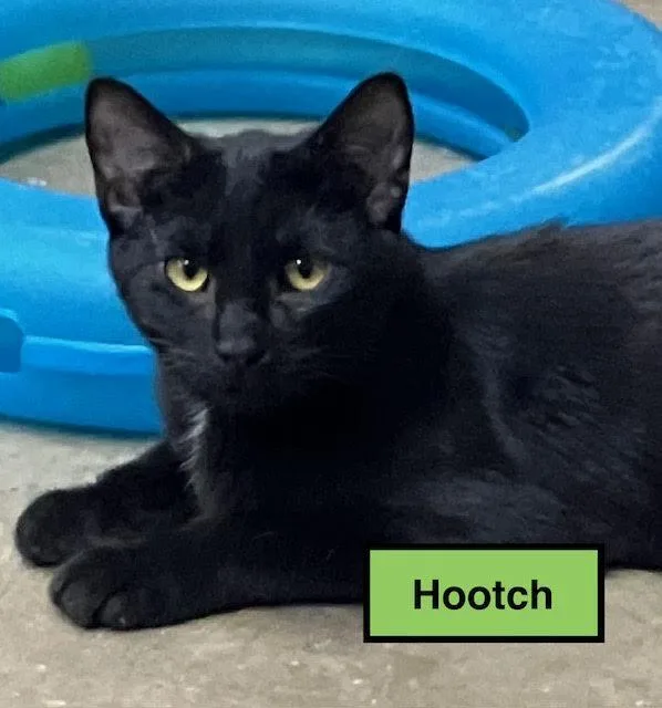 A baby medium-sized male Domestic Short Hair cat named Hootch for adoption in Zimmerman, MN