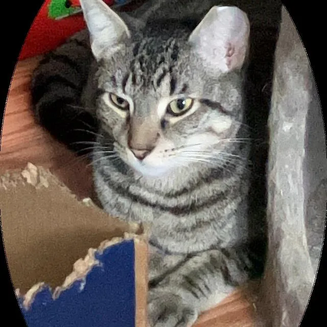 Mickey Bonded Daisy thumbnail 2