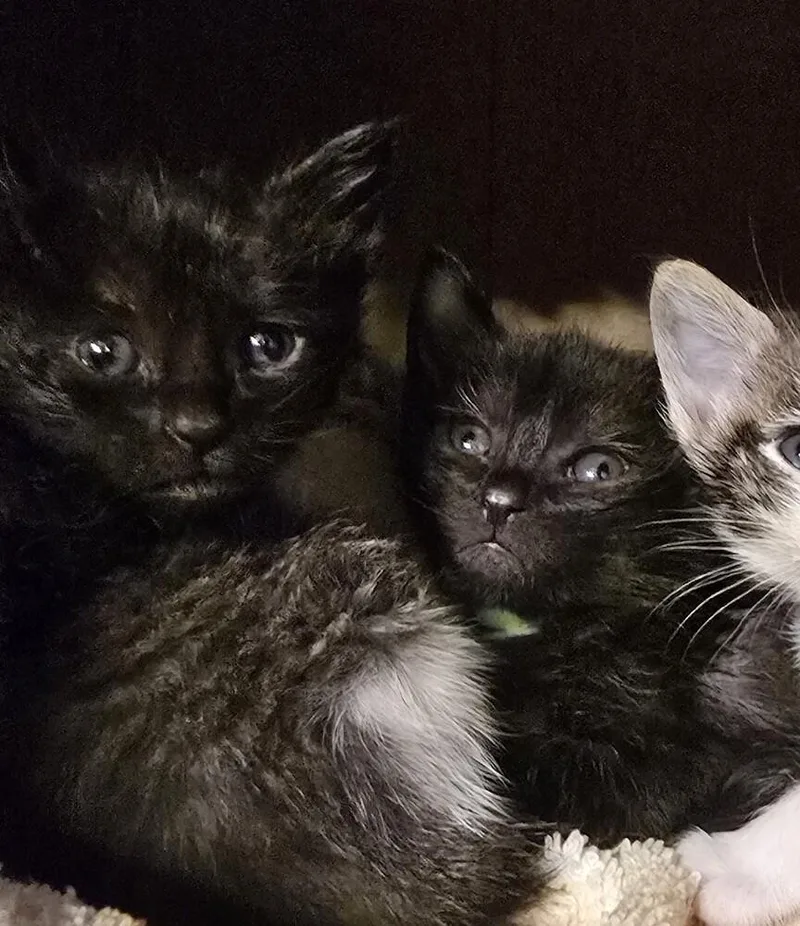 Turtleneck thumbnail 2