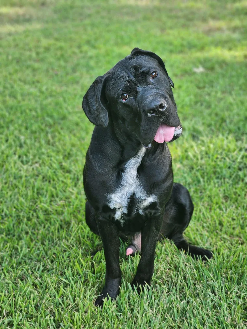 Clifford thumbnail 2