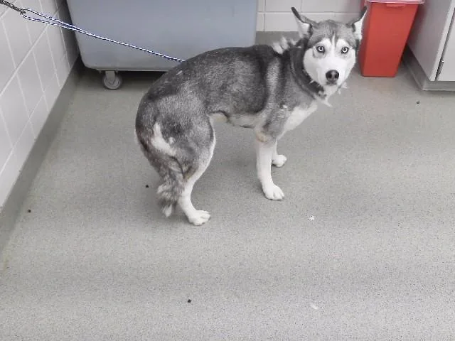 An adult large-sized female Siberian Husky dog named Capri for adoption in Omaha, NE