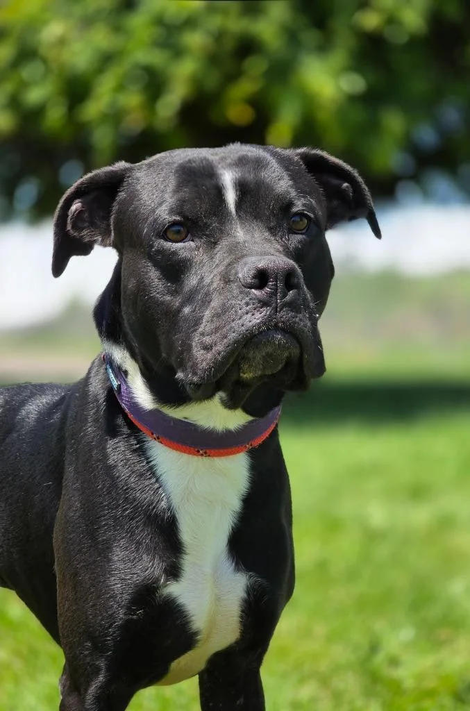 A young medium-sized male Labrador Retriever dog named Roscoe for adoption in Huntington, IN