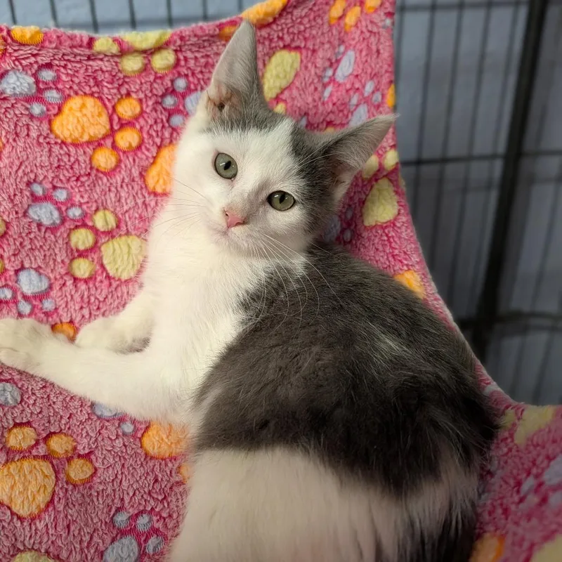 A baby medium-sized male Domestic Short Hair cat named Reebok for adoption in Cape Girardeau, MO