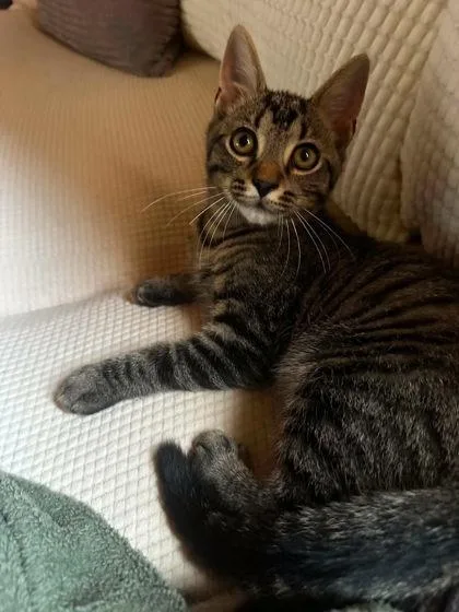 An adult small-sized male Domestic Short Hair cat named Sasparilla for adoption in Berwick, PA