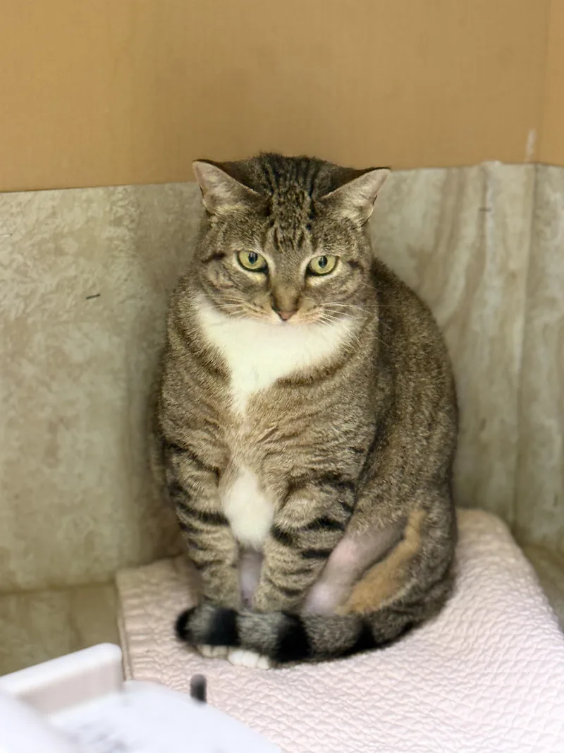 An adult large-sized female Tabby (Brown / Chocolate) Domestic Short Hair cat named Arlene for adoption in Pawleys Island, SC