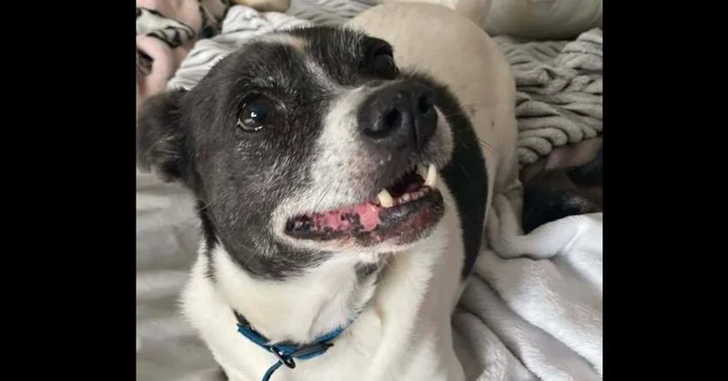 Shadow ~ thumbnail 2