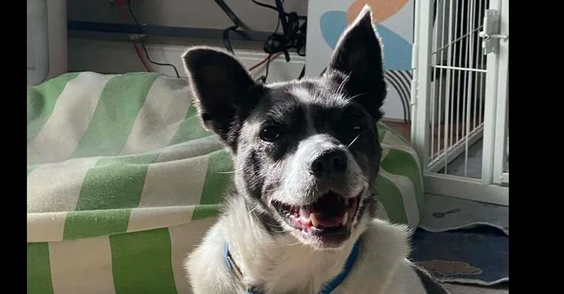 Shadow ~ thumbnail 3