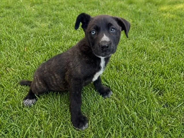 A baby small-sized female Labrador Retriever dog named Sally for adoption in Baldwin Park, CA