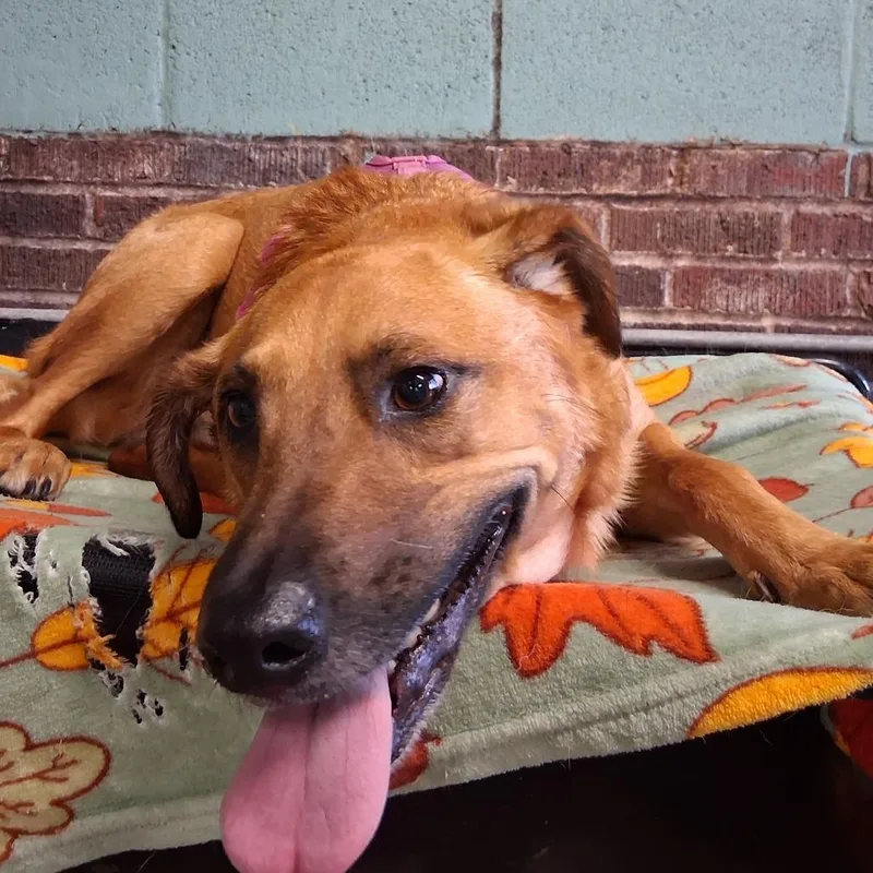 An adult large-sized female Yellow / Tan / Blond / Fawn Labrador Retriever dog named Bennie for adoption in Marion, IL