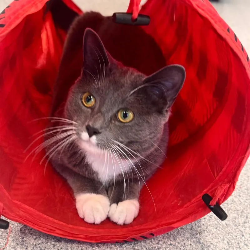 A young medium-sized male Gray / Blue / Silver Domestic Short Hair cat named Flower for adoption in Wheeling, IL