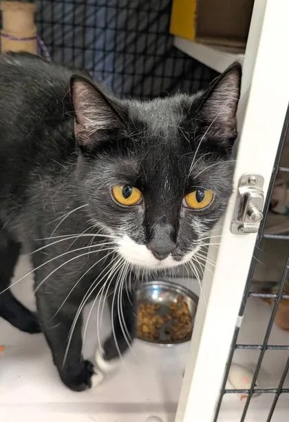 An adult medium-sized female Black Domestic Short Hair cat named Winnie Harlow for adoption in Neenah, WI