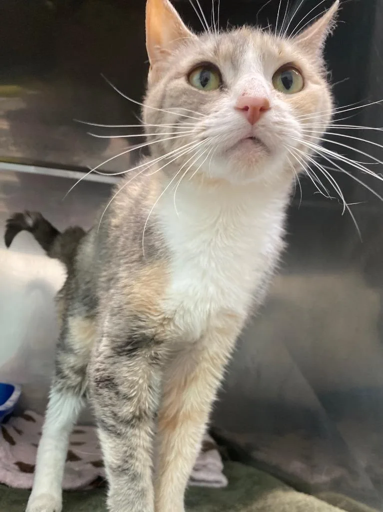 A senior medium-sized female Domestic Short Hair cat named Antonia for adoption in Fall River, MA