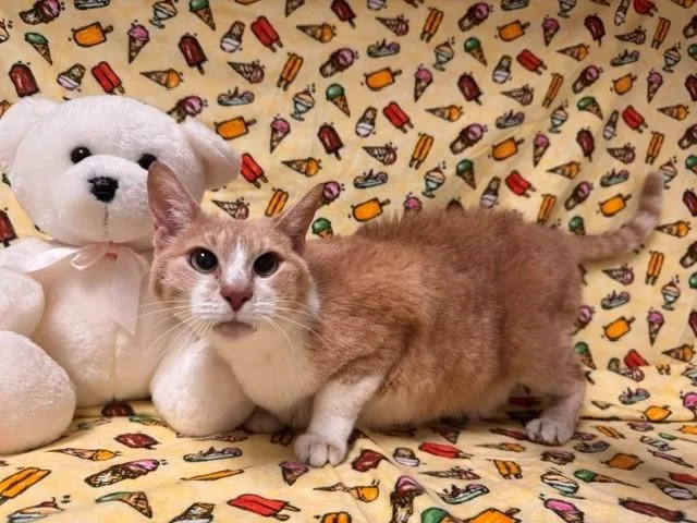 An adult medium-sized female Domestic Short Hair cat named Mango for adoption in Fairfield, CA