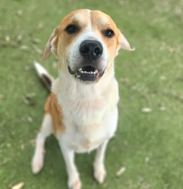 An adult large-sized male Mixed Breed dog named Tarragon for adoption in Austin, TX