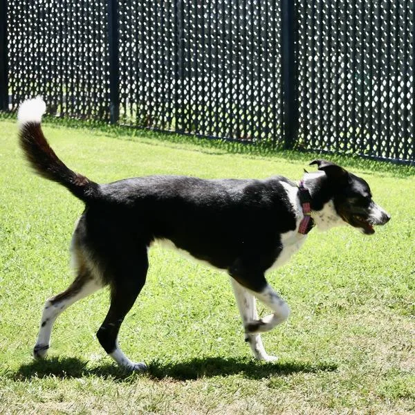 A young large-sized male Border Collie dog named Arlo for adoption in Dublin, CA