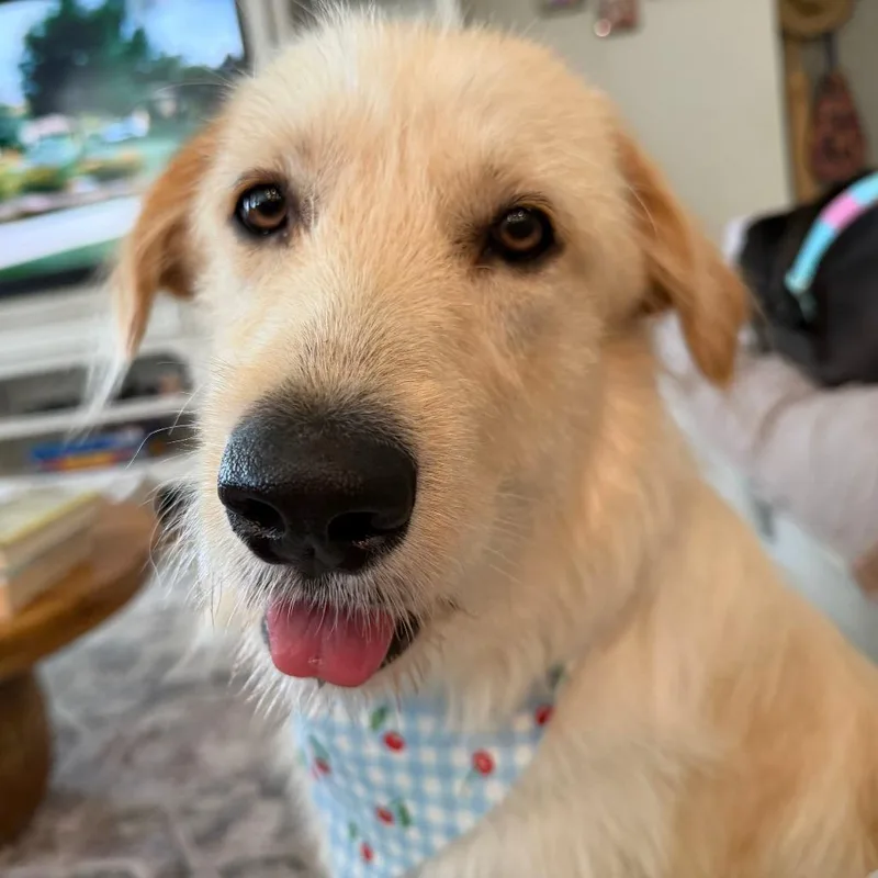 A young medium-sized female Great Pyrenees dog named Lila for adoption in Valdosta , GA